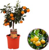 Mandarijnboom, Citrus Calamondin, hoogte 50 cm, fruitboom, heerlijk geurende bloesem, eetbare mini mandarijnen