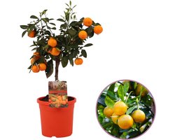 Mandarijnboom, Citrus Calamondin, hoogte 50 cm, fruitboom, heerlijk geurende bloesem, eetbare mini mandarijnen