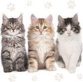 1 Pakje papieren lunch servetten - Three Beautiful Cats - Katten - Poezen - 20 servetten