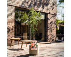 Perzikboom, Prunus persica Patiobomen ‘Perzik', zelfbestuivend, winterhard