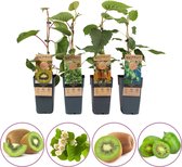 Set Van 2 - Actinidia Deliciosa Jenny - Kiwi Plant - Fruitplanten - 50-70 Cm Hoog - Pot 15 Cm