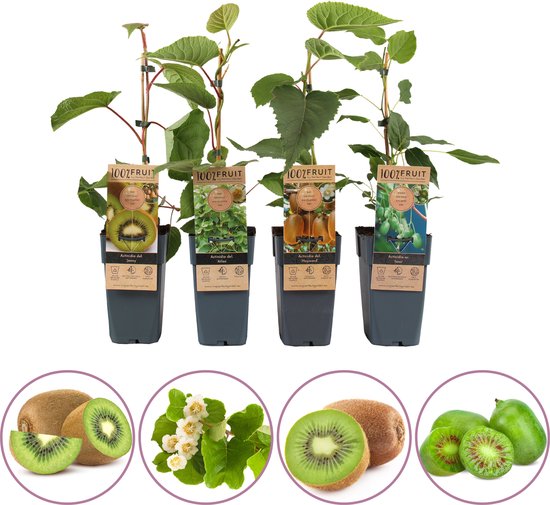 Foto: Kiwi fruitplanten mix set van 4 verschillende kiwi s hoogte 45 55 cm