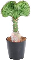 30 cm hoge Euphorbia lactea Cristata, Groene koraalcactus, ø10,5