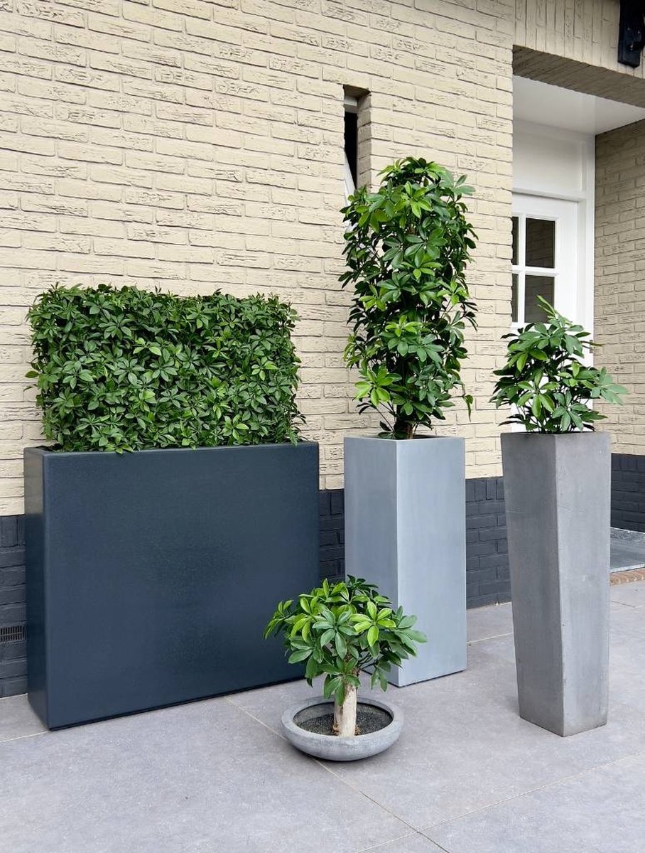Buiten kunsthaag Schefflera 80x25x56 cm UV
