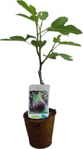 Ficus carica 'Brown turkey' | Vijgenboom | Biologisch verteerbare pot | Tuinplanten | Winterhard | Moederdag cadeautje