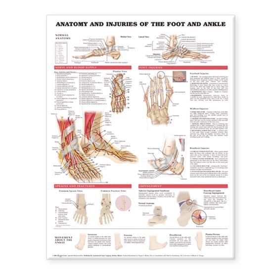 Anatomy And Injuries Of The Foot And Ankle - cover
