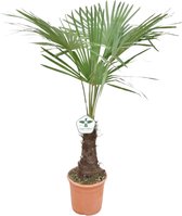 Trachycarpus Fortunei - Winterharde Palmboom - Aziatische Waaierpalmboom - Pot 27cm - Hoogte 150+cm - Buiten plant - Tuinplant - boom