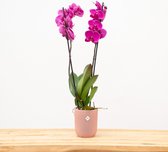 Phalaenopsis Joyride orchidee (Phalaenopsis) - 70cm