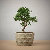 The Bonsaïst - Bonsai of Natsukashii - 4 Jaar - Inclusief Betonnen Pot - Gratis Verzorgingsgids - Gratis Certificaat van Echtheid