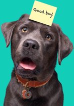 DWAM Dog with a Mission – Halsband Hond – Hondenhalsband – Bruin – L – Leer – Halsomvang tussen 38-47 x 4 cm – Teddy