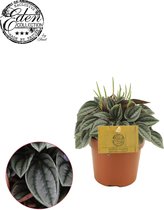 Plantenboetiek.nl | Peperomia Napoli Nights - Ø10.5cm - Hoogte 15cm - Kamerplant - Groenblijvend - Cactus & Vetplanten