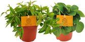 Plantenboetiek.nl | Peperomia duo | 2 stuks - Ø10.5cm - Hoogte 15cm - Kamerplant - Groenblijvend - Multideal - Cactus & Vetplanten