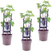 Blauwe druif - Vitis 'Boskoop Glory' - druivenplant - druivenstruik - zelf druiven kweken - 3 stuks
