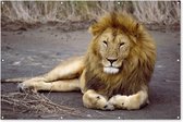 Affiche de jardin Lion couché en Afrique 200x100 cm - Toile de jardin / Toile d'extérieur / Peintures d'extérieur (décoration de jardin) XXL / Groot format!