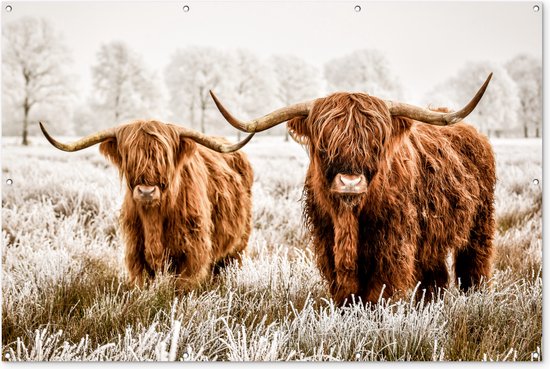 Foto: Muurdecoratie schotse hooglander koe natuur winter 180x120 cm tuinposter tuindoek buitenposter muurdecoratie schotse hooglander koe natuur winter 180x120 cm tuinposter