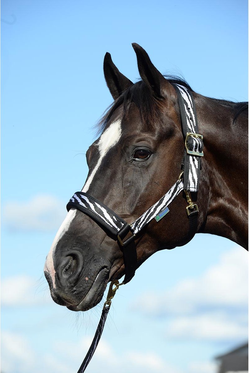 Bucas Halster Bucas Comfort Zebra Zebra