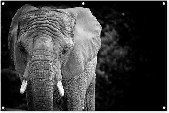 Tuinposter - Tuindoek - Tuinposters buiten - Portret van een olifant in zwart-wit - 120x80 cm - Tuin