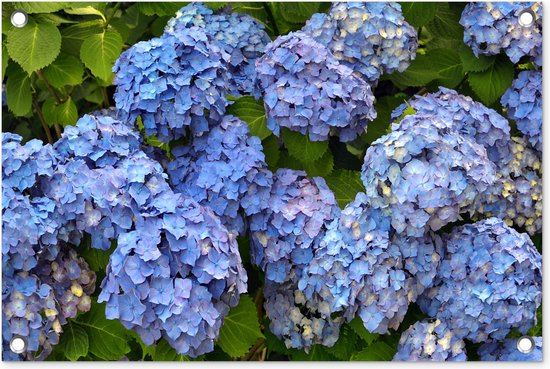 Bouquet de fleurs d'hortensia affiche de jardin 60x40 cm - petit - Toile de jardin / Toile d'extérieur / Peintures pour l'extérieur (décoration de jardin)