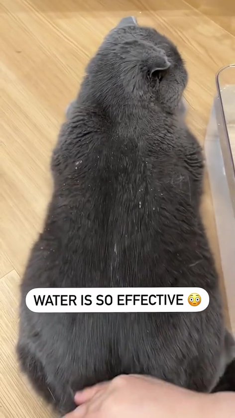 Kattenkam