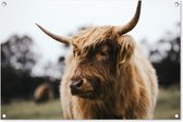 Tuinposters buiten Schotse Hooglander - Dieren - Horens - 90x60 cm - Tuindoek - Buitenposter