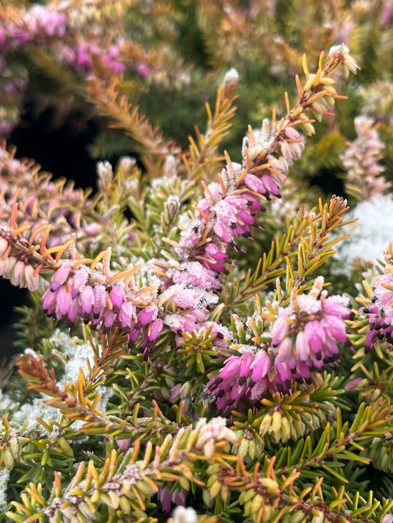 Heidetuintje - Zomer & Winterheide Mix - 10 Stuks - Erica & Calluna - P9.5 - Plant - Tuinplant