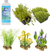 vdvelde.com - Plantenfilter vijver XL - voor een moerasfilter van 4m² - 64 Winterharde Vijverplanten - Helofytenfilter voor Natuurlijke Waterzuivering - Van der Velde Waterplanten
