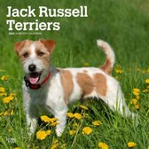 Jack Russell Terrier Kalender 2024