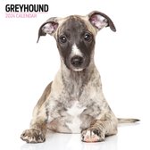 Greyhound Kalender 2024 Modern
