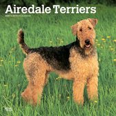 Airedale Terrier Kalender 2024