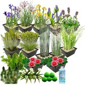 vdvelde.com - Waterplanten Pakket - L - Rood - Voor 2.000 - 3.000 L - 93 planten - Plaatsing: -1 tot -100 cm