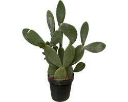 Opvallende vijgcactus met hoogte van 120 cm (Opuntia Ficus Indica), Ø38cm