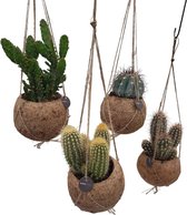 Vier prachtige cactussen elk in een stijlvolle Kokodama pot - Ø12cm - 20cm