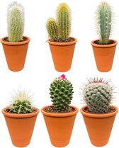 terracotta cactussen mix,prachtige en gevarieerde mix van zes verschillende soorten cactussen in terracotta potten