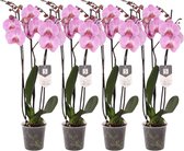 4x roze vlinderorchidee Phalaenopsis Elion met 3 takken per orchidee, 60 cm hoog, Ø12cm