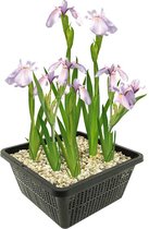 vdvelde.com - Roze Lis - 4 stuks - Iris Laevigata Rose Queen - Moerasplant - Volgroeide hoogte: 80 cm - Plaatsing: -1 tot -10 cm