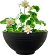 Mini Vijver Witte Lotus