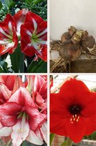 Amaryllis Colorful Collection 3 stuks - Hippeastrum - amaryllis bloembol