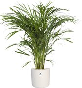 The Green Corner - Areca palm in ELHO sierpot (wit) - Hoogte 90cm - Diameter 21cm