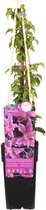 Bosrank - Grootbloemige Clematis - roze/paarse bloemen - klimplant