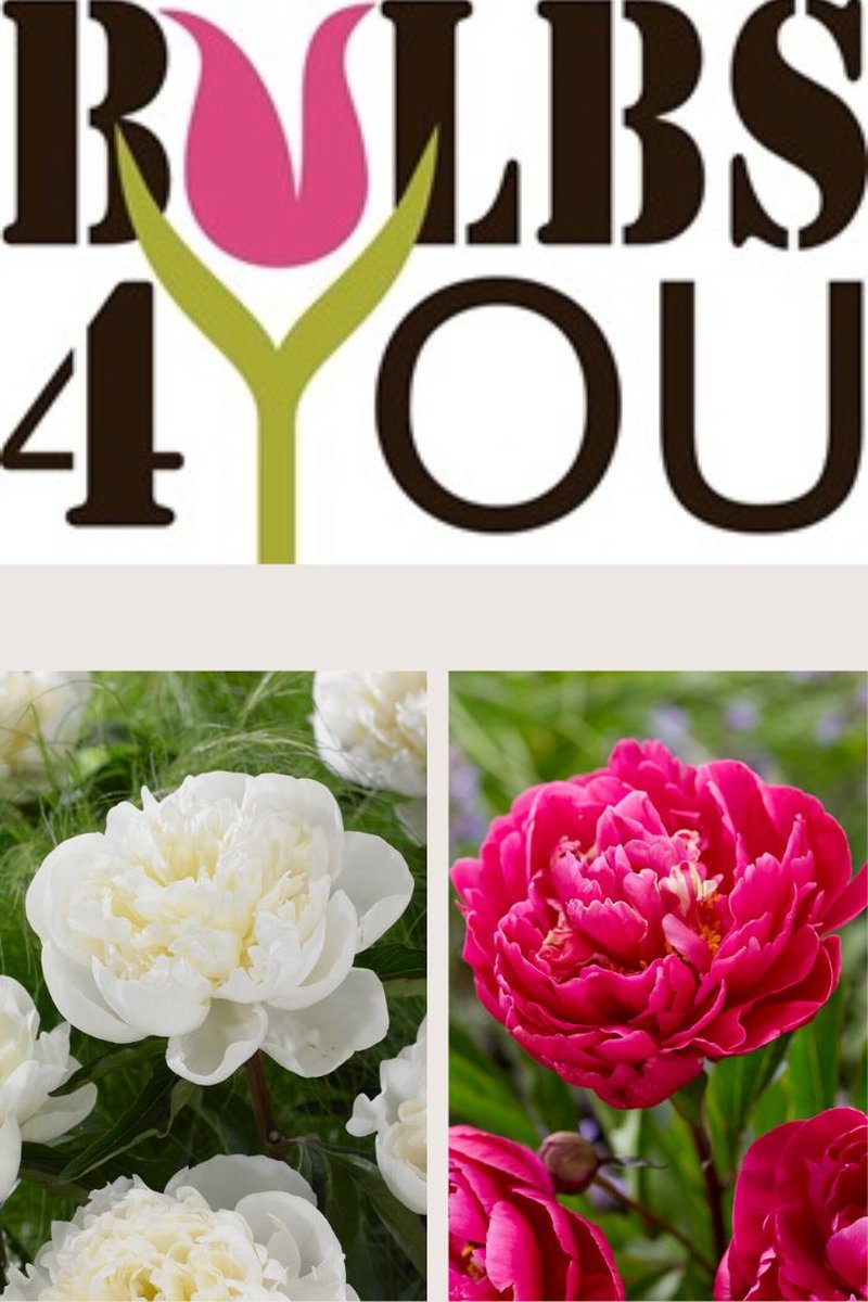 Bulbs4you - Paeonia White & Red Collectie - 2 stuks - Pioenen - Pioenroos - Pioenrozen