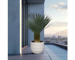 Yucca Rostrata - 160cm