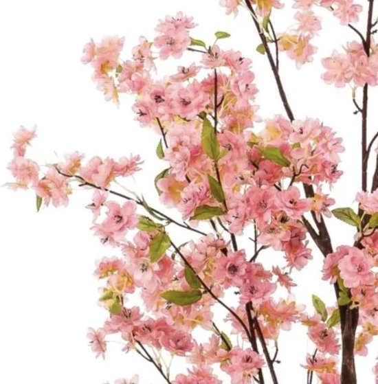 Download Tak van een kersenboom met witte bloemen en rode kersen PNGs