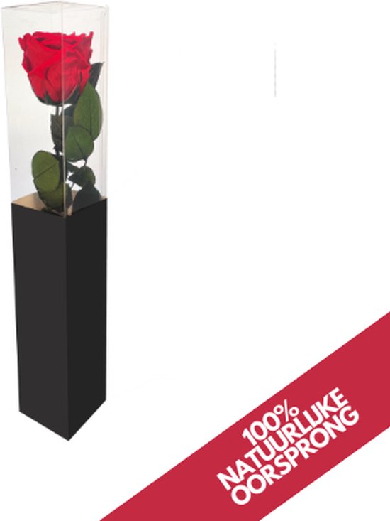 Mundo® Eeuwige roos - Rood - 35cm - Gepreserveerde roos - Decoratief - Cadeau moeders - Liefde