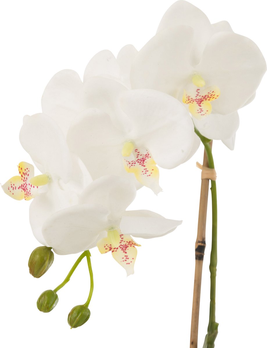 J-Line plant Orchidee In Aarde - kunststof - wit/groen - small