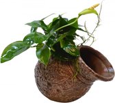 Aquafleur Deco Pot Plante d'Eau Anubias