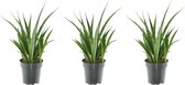 3x Vetplant Sansevieria kirkii (ster sansevieria), 38 cm hoog, ø12