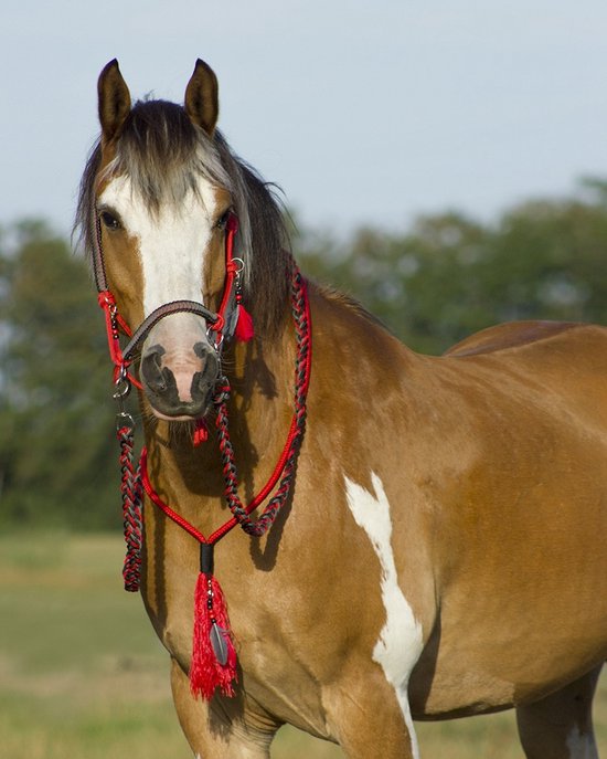 Qhp Touwhalster Combi Liberty Rood - paard Qhp Touwhalster Combi Liberty Rood - paard