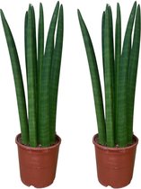 XXL Sansevieria Cylindrica - Set van 2 - Hoogte 60cm - Makkelijk te onderhouden Kamerplanten