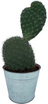 Vijgcactus of Schijfcactus (Opuntia Vijgcactus) met zinken pot 30-40cm - Ø18 cm