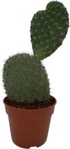 Vijgcactus of Schijfcactus (Opuntia Vijgcactus) 30-40cm - Ø17 cm